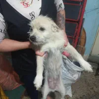 سگ.بازی گوشی|سگ|شیراز, سیلو|دیوار