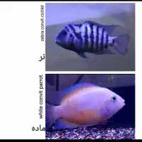 فروش انواع ماهی زینتی خاص|ماهی|ساری, |دیوار