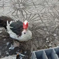 *** فروش اردک خارجی