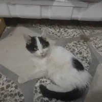 بچه گربه|گربه|یزد, |دیوار