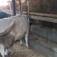 ورزا  هلشتاین