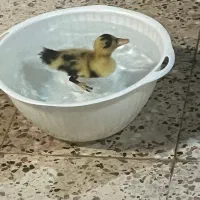 اختیاری|پرنده|مشهد, کوثر|دیوار