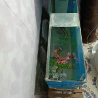 اکواریوم بزرگ