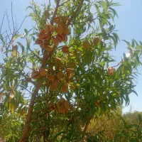 باغ ۱۶۰۰متری بادام دارای آب و سندتکبرگ  زیر قیمت|فروش زمین و ملک کلنگی|اصفهان, خرم|دیوار