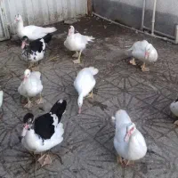 *** فروش اردک خارجی