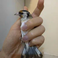 سهره ماده