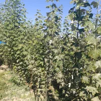 تضمیــن باردهی نهـال|خدمات باغبانی و درختکاری|رشت, پل تالشان|دیوار