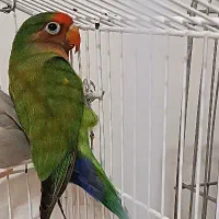 کوتوله فیشر