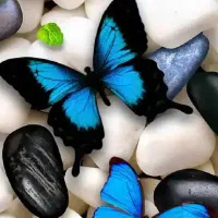 گل گیاه