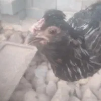 مرغ و خروس گلین بومی جوان|حیوانات مزرعه|لردگان, |دیوار