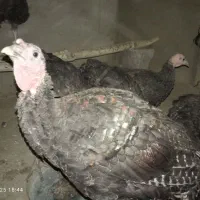 جوجه بوقلمون|حیوانات مزرعه|گلمکان, |دیوار