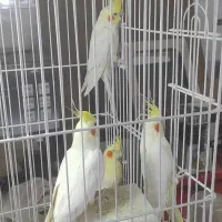 عروس هلندی|پرنده|مرند, |دیوار