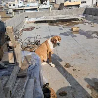 سگ گم شده|حیوانات|زنجان, |دیوار