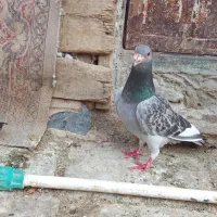 کبوتر مینا مگس نر