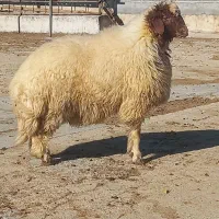 بره قوچ هترو از میش و گوسفند اصلاح شده|حیوانات مزرعه|ایوان, |دیوار