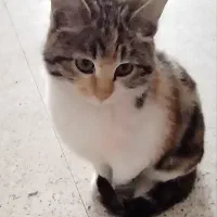 دو تا گربه خونگی ناز