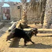 پازن قلد بلند. رشید