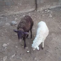 بره فروشی