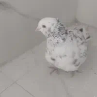 هفت رنگ کاکلی نربه شرط پرش|پرنده|سبزوار, قصبه شرقی|دیوار