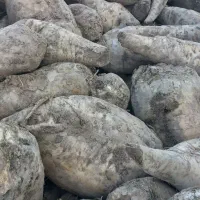 چغندر سالم برای دام|عمده‌فروشی|شیروان (خراسان), |دیوار