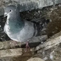 قفس ۶۴ ومعمولی ولونه عروس هلندی ودوتانردمگیر