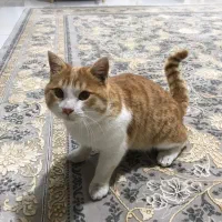 واگذاری رایگان