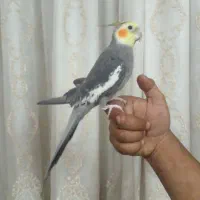 عروس هلندی نره دستی و رام حرفه ای