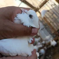 ماهرو چشم ابی