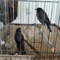 مینا سخنگو|پرنده|بومهن, |دیوار