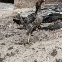 مرغ لاری افغان