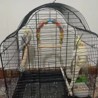 عروس هلندی نر و ماده حفت