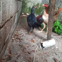 مرغ و خروس لاری|حیوانات مزرعه|رشت, جانبازان|دیوار