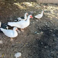 اردک نر