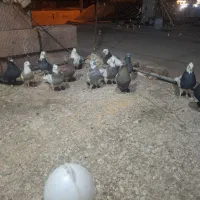 13 عدد پرنده|پرنده|نرماشیر, |دیوار