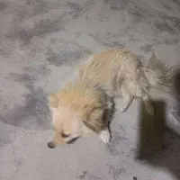 سگ پامر