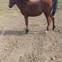 اسب|اسب و تجهیزات اسب‌سواری|پارس‌آباد, |دیوار