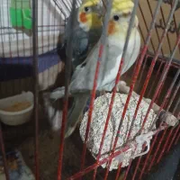 فورش عروس هلندی