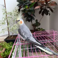 عروس هلندی نر و ماده