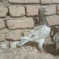 کبوتر زرد هفت رنگ نر و موشی نقره‌ای