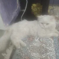 گربه
