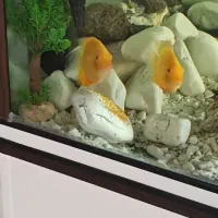 ماهی|ماهی|پردیس, فاز ۲|دیوار