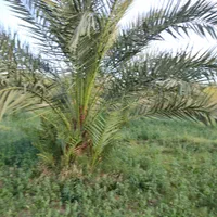 فروش باغ با حدود ۱۰۰ درخت نخل،ریگان|فروش زمین و ملک کلنگی|بم, |دیوار