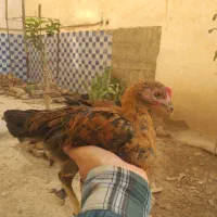 جوجه مرغ و خروس