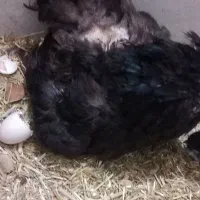 مرغ کرچ همراه با جوجه|حیوانات مزرعه|دلیجان, |دیوار