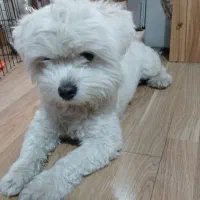 شیتزو مالتیز نر ۱۴ ماهه با شناسنامه و واکسیناسیون