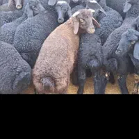 تعاونی شرکت دام زنده واحشام گوسفندار گانی