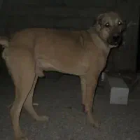 سگ پژدر سرابی گم شده