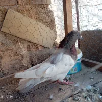 کفتر جفتی|پرنده|رفسنجان, |دیوار