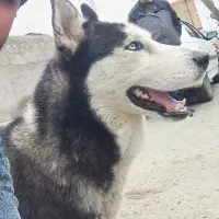 واگذاری سرپرستی سگ هاسکی