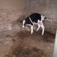 گوساله هلشتاین اصیل